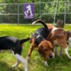 Black Sabbath bass player, Debbie Gibson praise effort to find new homes for beagles